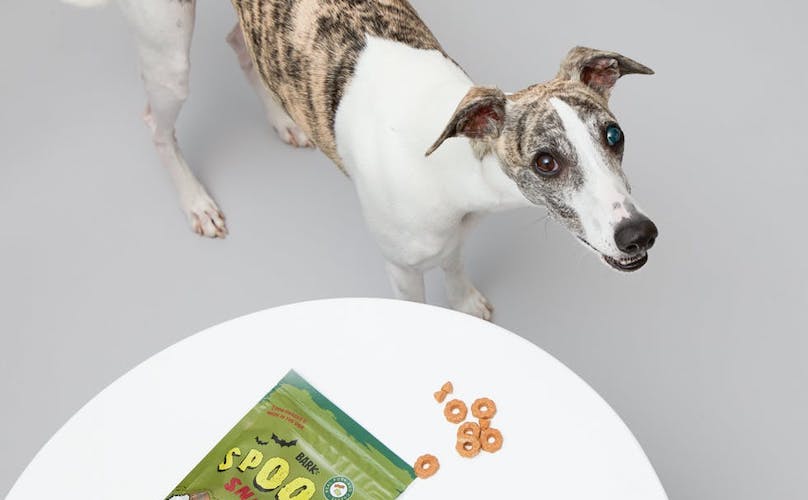Greyhound Spooky Snacks Dog Treats