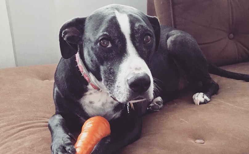 Black and white dog with carrot