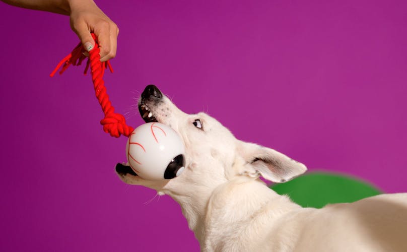 All-Glowing Eye Rope Dog Toy BarkShop