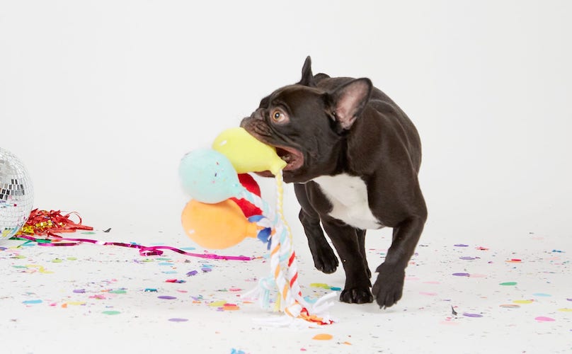 Party Animal Baloon Toy French Bulldog