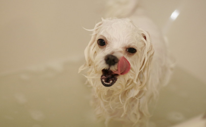 Wet Dog In Bath