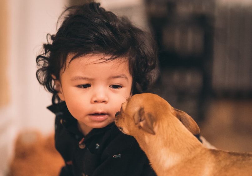 Toddler and chihuahua