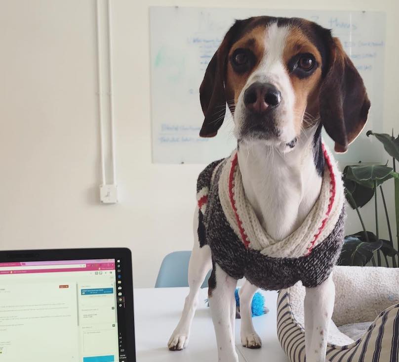 Beagle on desk