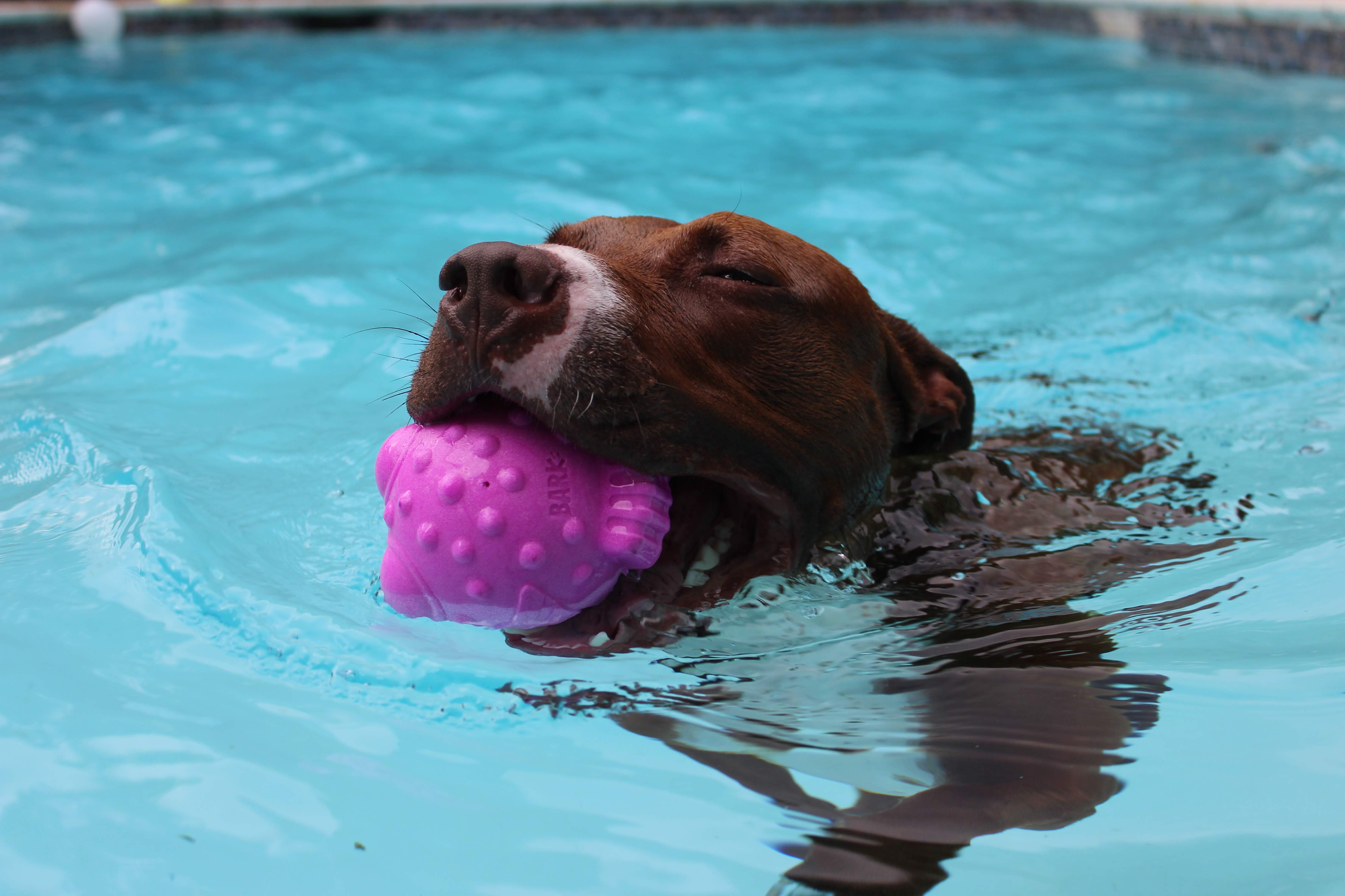 dog toys that float in water
