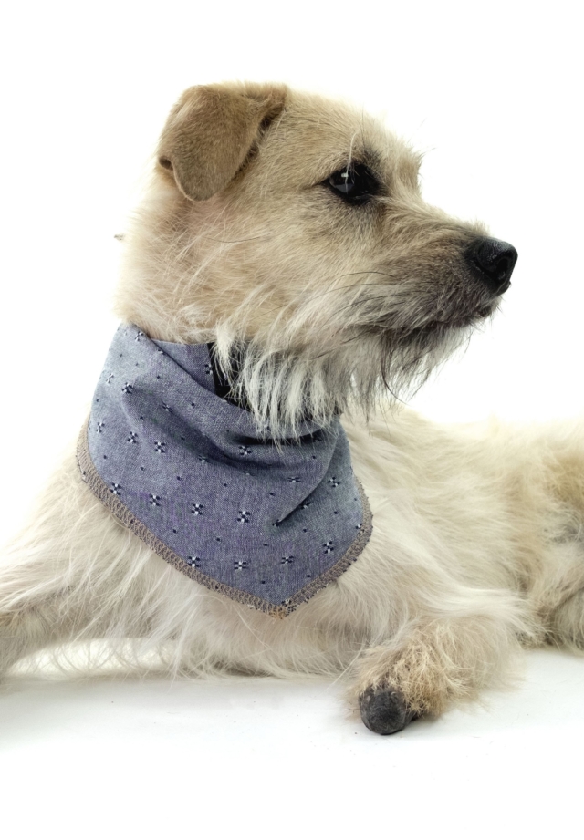 dog wearing chambray bandana