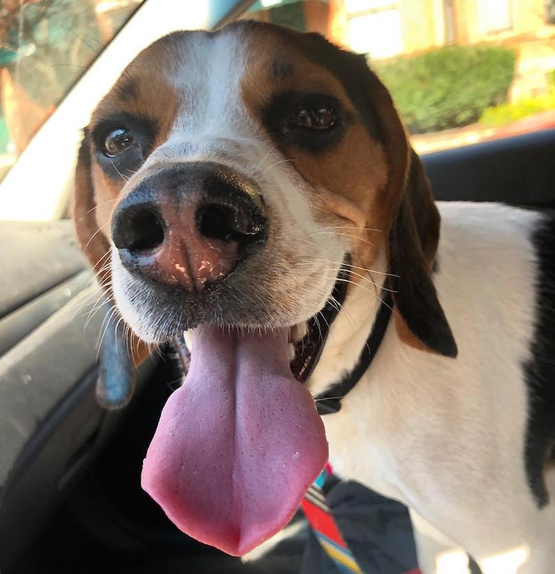 Beagle howling