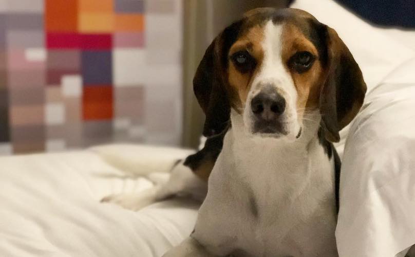 Beagle in bed