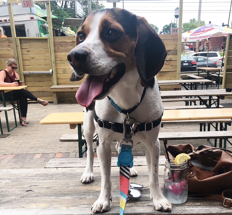 Beagle on a table