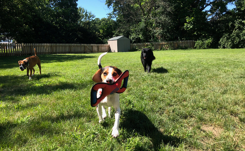 Beagle Running outside
