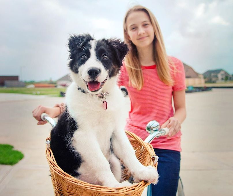 Border Collie and child