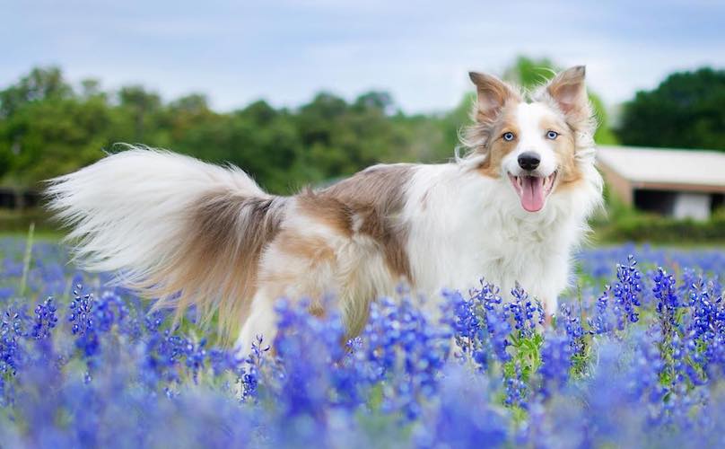 Border collie in field of flowers