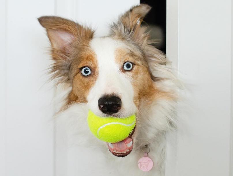 Border collie and tennis ball