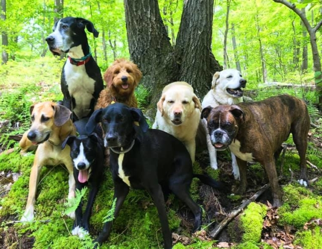 fathers-day-gift-guide-doggie-hike