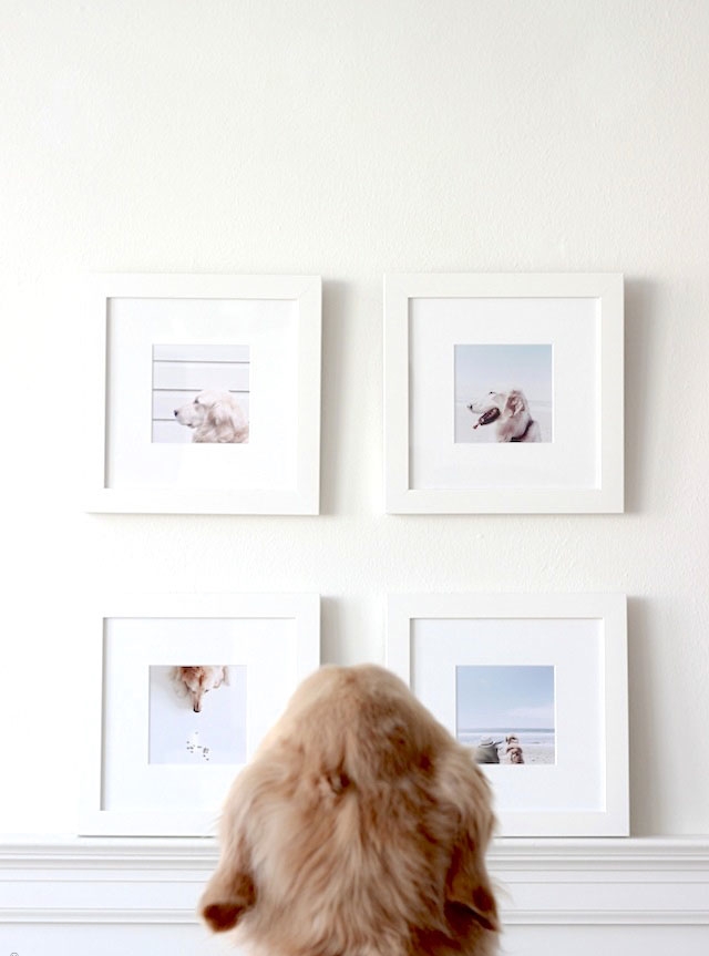 fathers-day-gift-guide-framebridge-dog-photos