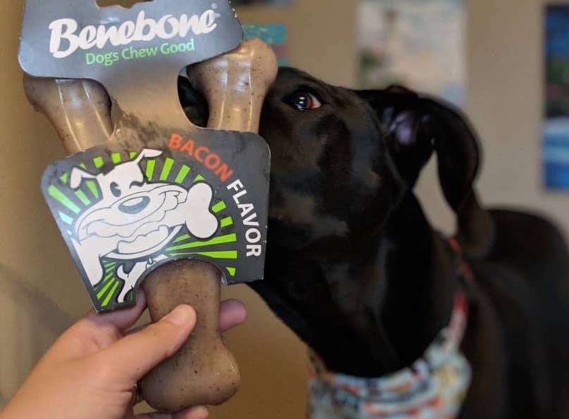 Great dane and benebone