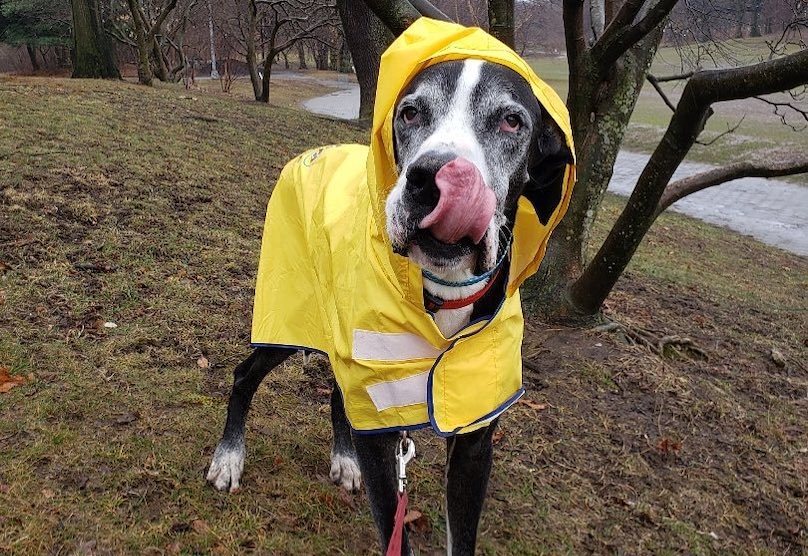 Great Dane Hugo In A Raincoat