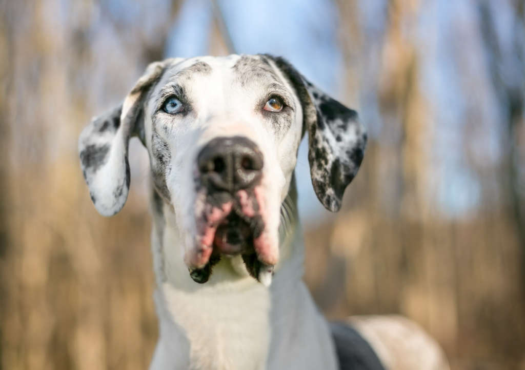 do great danes have stomach problems