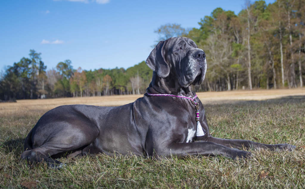 what are the rules for keeping a great dane in montserrat