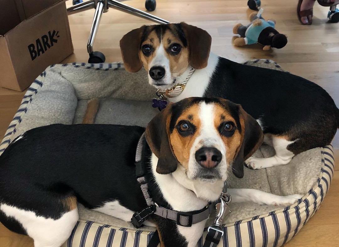 Two beagles