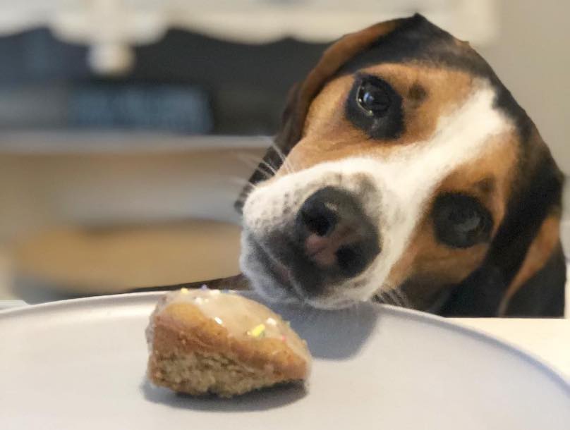 Beagle eating