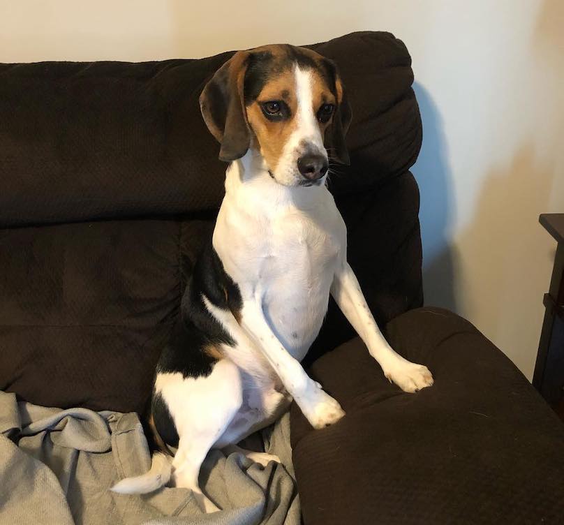 Beagle on couch