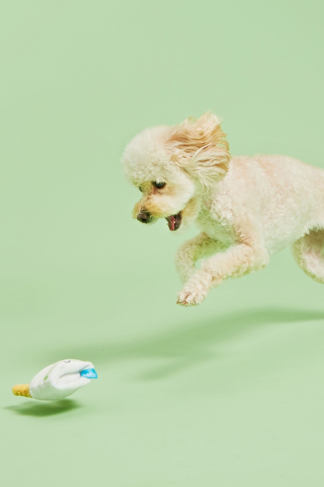dog playing with shake shack toy