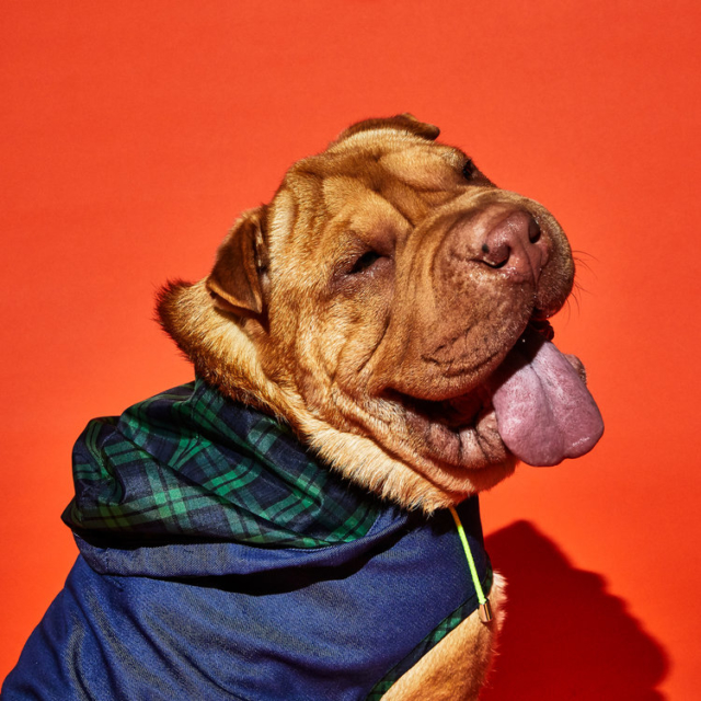 dog wearing blue anorak