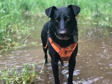 fathers-day-gift-guide-wild-pup-adventures