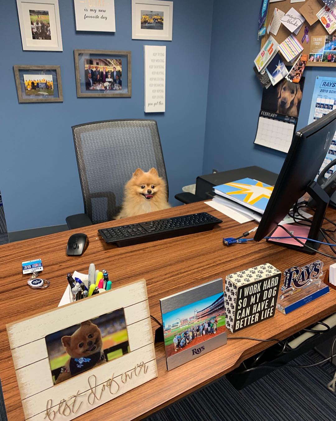 take your dog to work, desk, office 