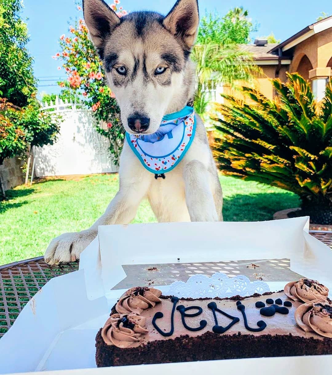 husky birthday cake