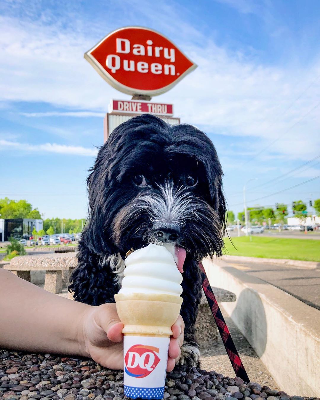 dog at dairy queen ice cream