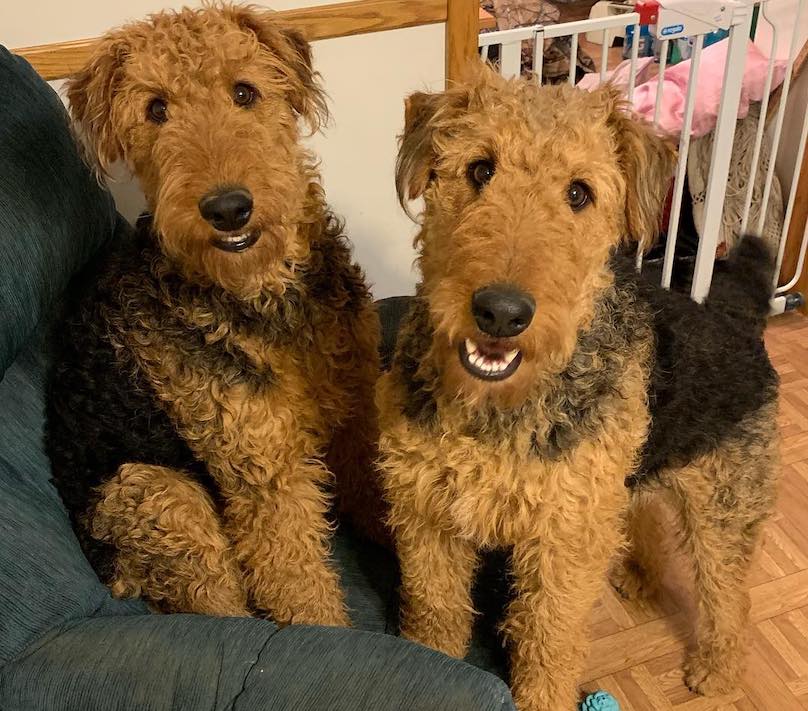 are airedales good guard dogs
