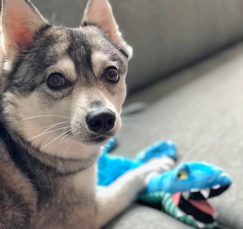 Alaskan Klee Kai Dog Breed Information and Pictures