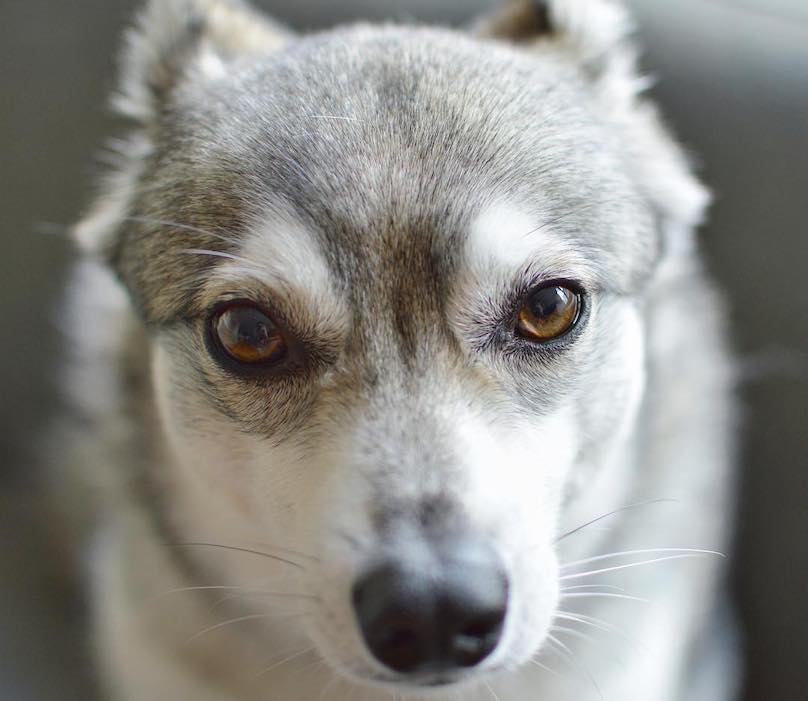 Alaskan Klee Kai Dog Breed Complete Guide - A-Z Animals