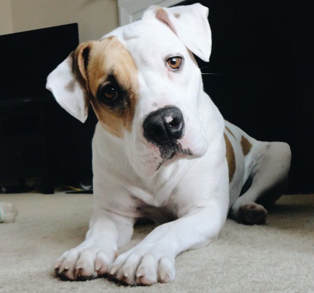 American Bulldog Information Guide: Photos, Traits, & Care