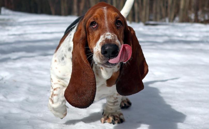 Basset Hound Breed Information Guide Facts And Pictures Bark 9139