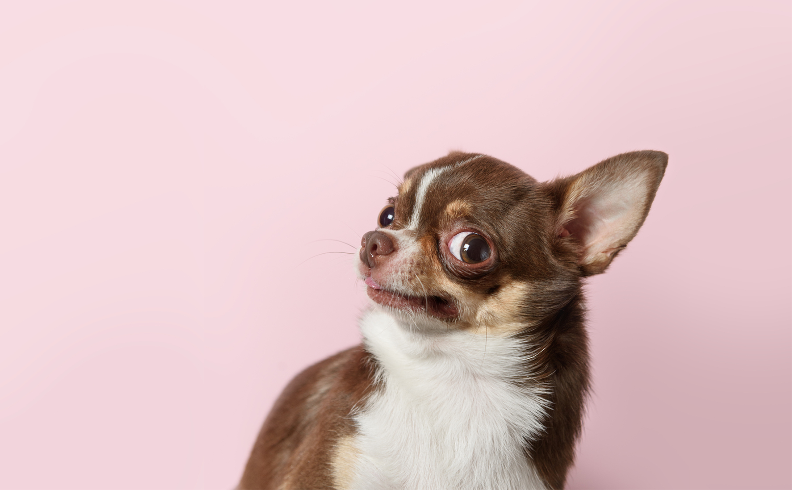 what are chihuahuas descended from
