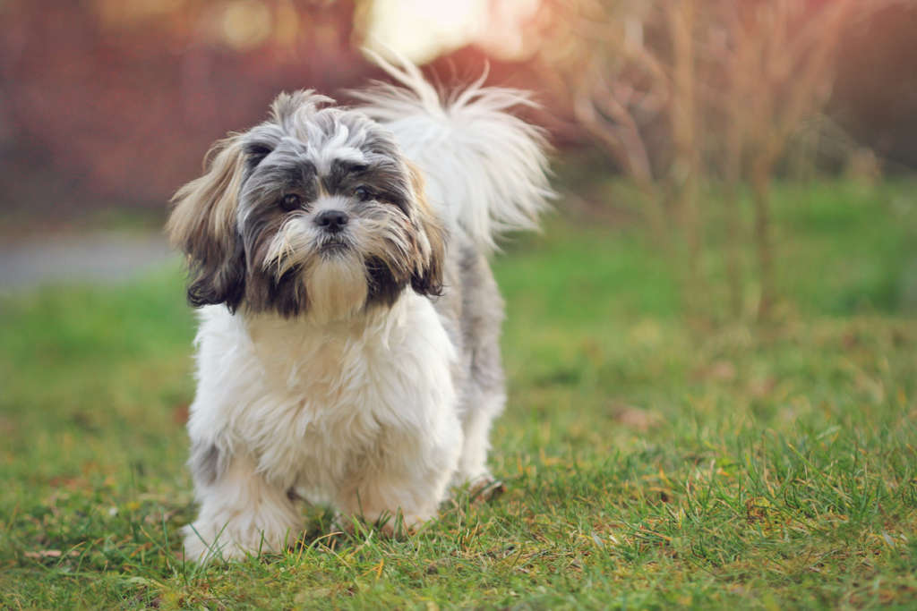 a good dog food for shih tzus