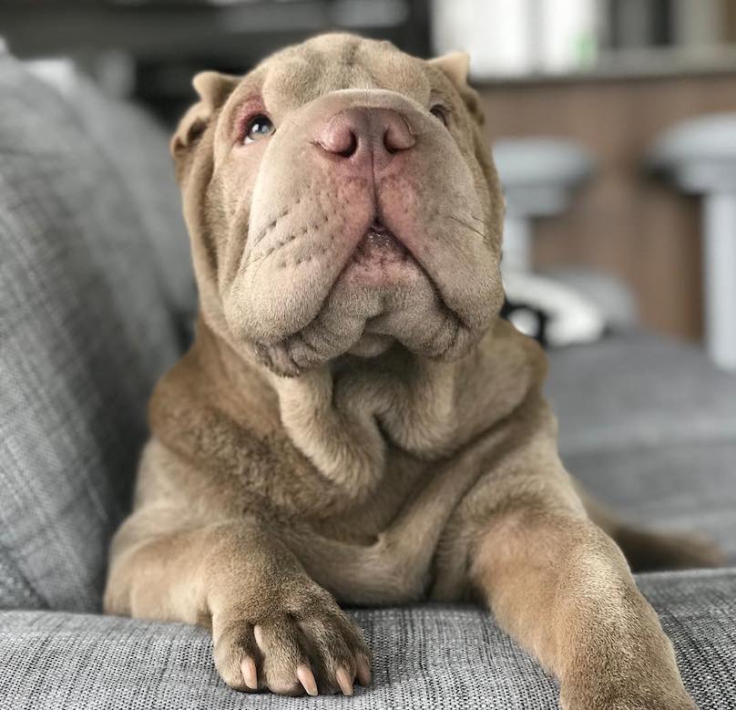 why are shar pei dogs so wrinkly