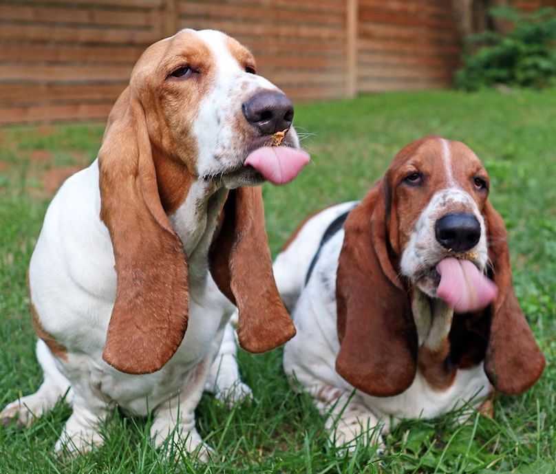 is there a miniature basset hound breed