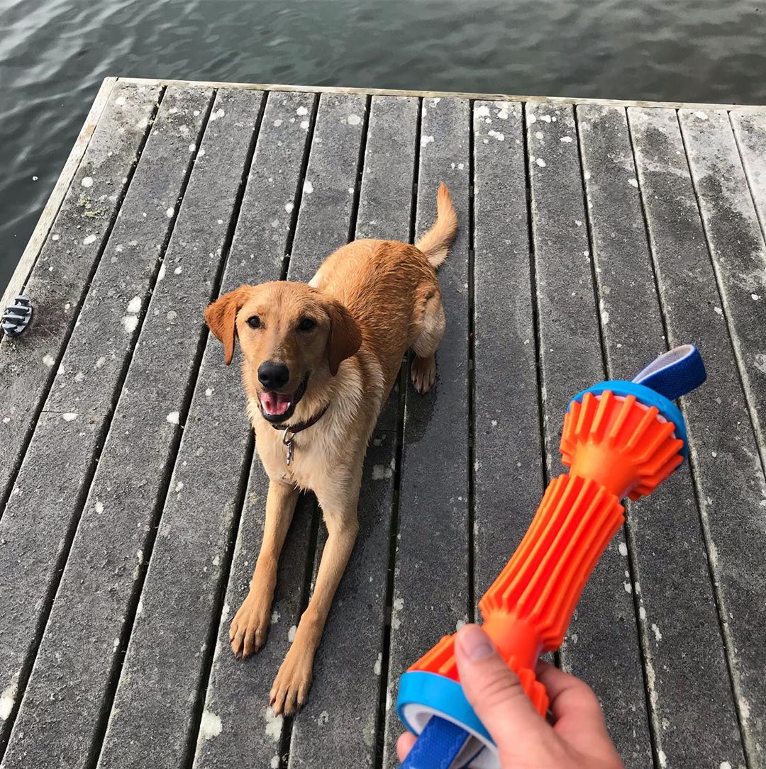 13 Coolest Outdoor Dog Toys Of All Time - BARK Post