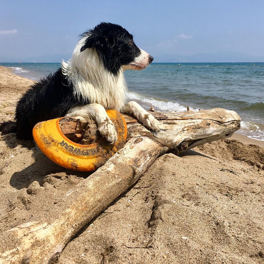 dog on beach with frisbee