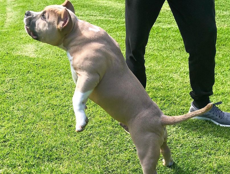 American bully: dog breed temperament and characteristics