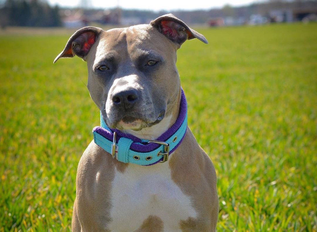 American Staffordshire Breed Information Guide