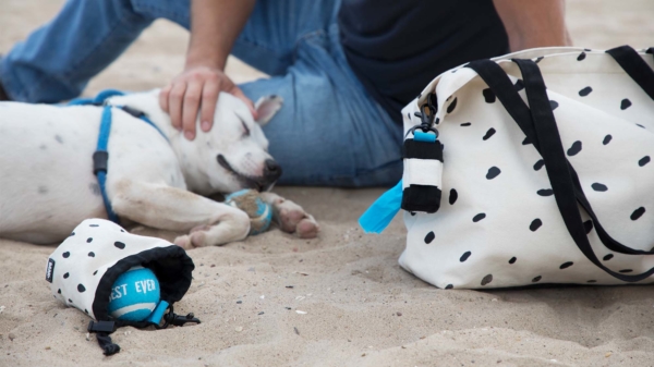 dog with ball pouch