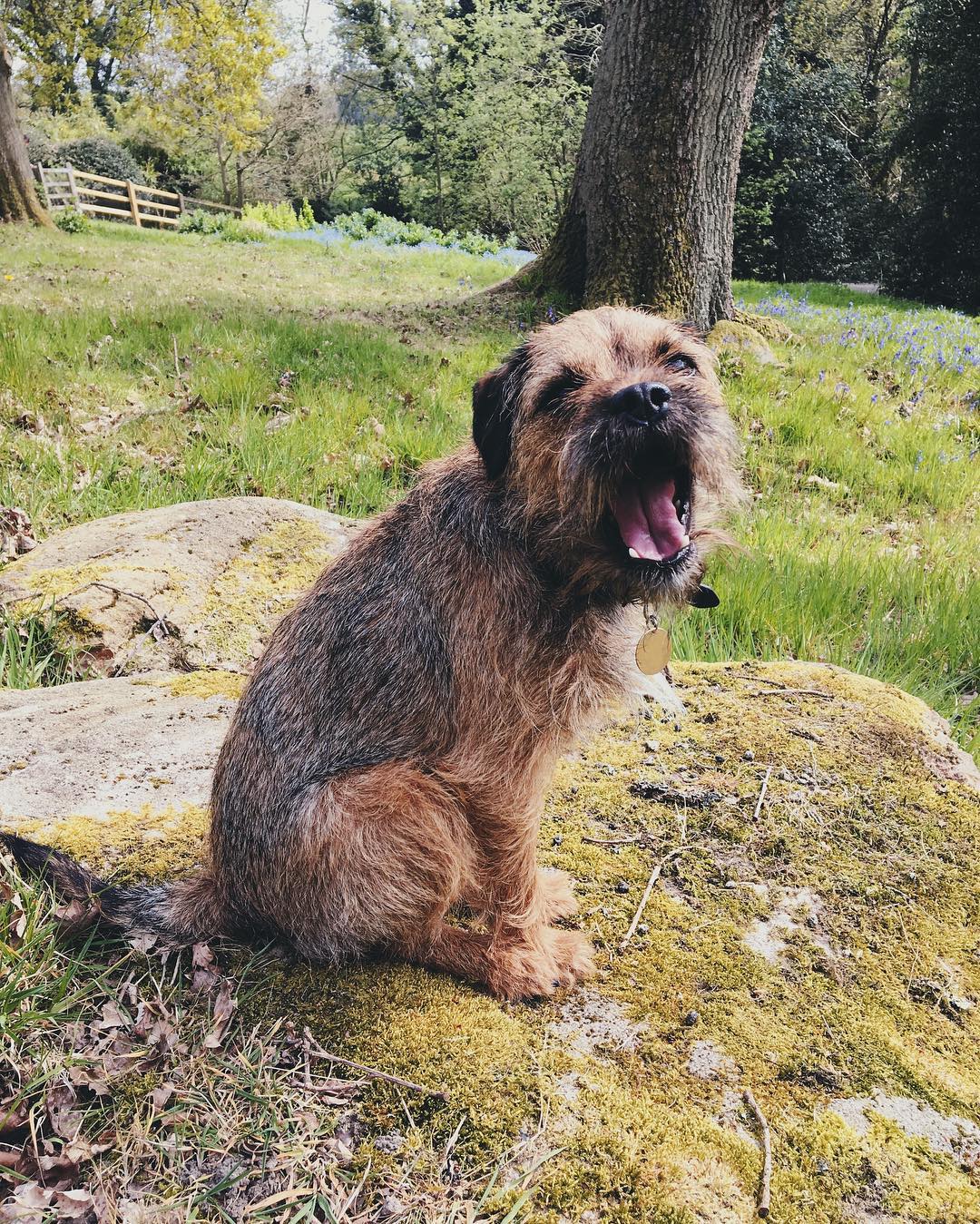 are border terriers good dogs