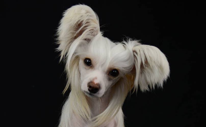 Chinese Crested Dog Breed Information Guide: Quirks, Pictures ...