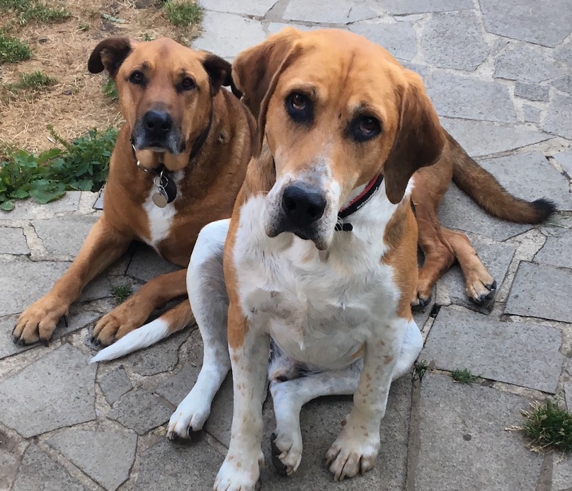 English Foxhound good for family