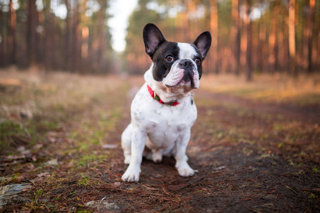French Bulldog Breed Guide: Photos, Traits & Care – BARK Post