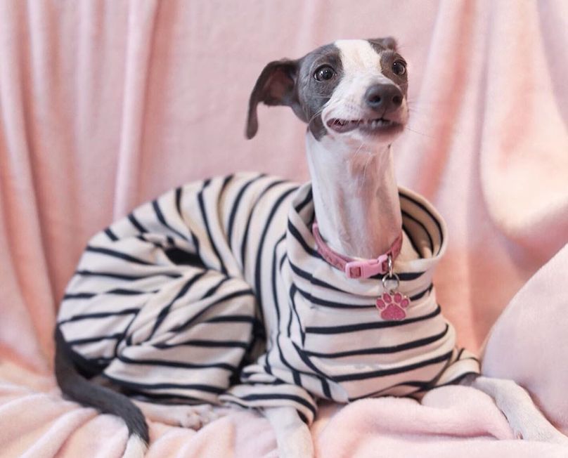 All about clearance italian greyhounds